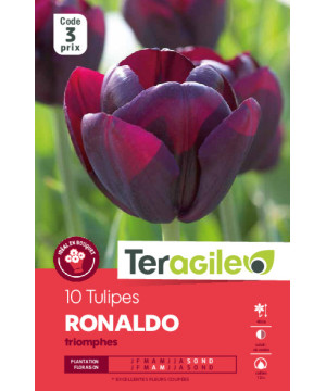 Tulipes ronaldo calibre 12/+ x10 de Teragile - produits pour le jardin dans Tulipe en bulbes