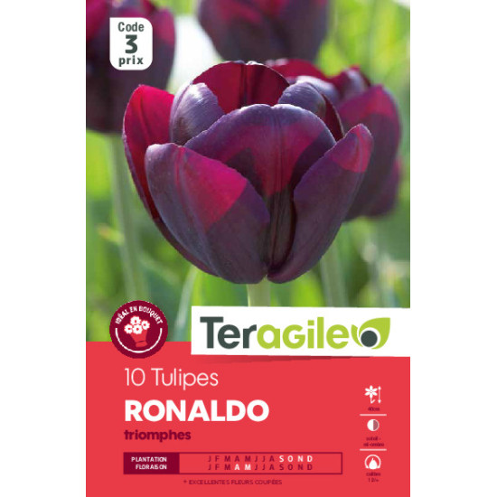 Tulipes ronaldo calibre 12/+ x10 de Teragile - produits pour le jardin dans Tulipe en bulbes