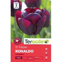 Tulipes ronaldo calibre 12/+ x10 de Teragile - produits pour le jardin dans Tulipe en bulbes