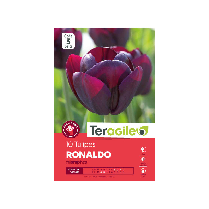 Tulipes ronaldo calibre 12/+ x10 de Teragile - produits pour le jardin dans Tulipe en bulbes