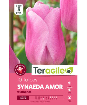 Tulipes synaeda amor  calibre 12/+ x10 de Teragile - produits pour le jardin dans Tulipe en bulbes