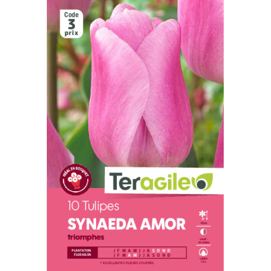 Tulipes synaeda amor  calibre 12/+ x10 de Teragile - produits pour le jardin dans Tulipe en bulbes