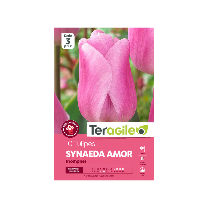 Tulipes synaeda amor  calibre 12/+ x10 de Teragile - produits pour le jardin dans Tulipe en bulbes