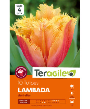 Tulipes lambada calibre 12/+ x10 de Teragile - produits pour le jardin dans Tulipe en bulbes