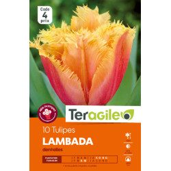 Tulipes lambada calibre 12/+ x10 de Teragile - produits pour le jardin dans Tulipe en bulbes