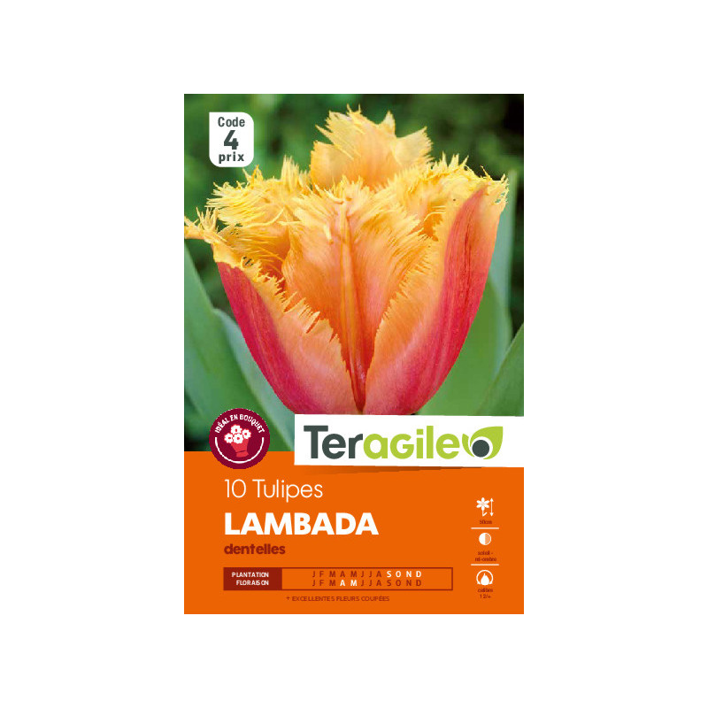 Tulipes lambada calibre 12/+ x10 de Teragile - produits pour le jardin dans Tulipe en bulbes