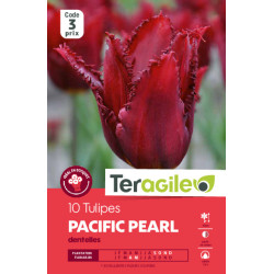 Tulipes pacific pearl calibre 12/+ x10 de Teragile - produits pour le jardin dans Tulipe en bulbes