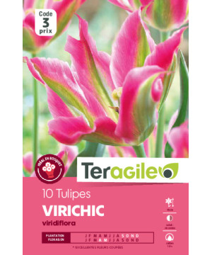 Tulipes virichic  calibre 12/+ x10 de Teragile - produits pour le jardin dans Tulipe en bulbes