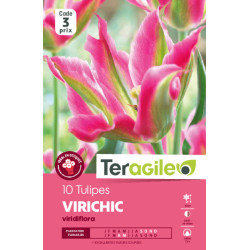 Tulipes virichic  calibre 12/+ x10 de Teragile - produits pour le jardin dans Tulipe en bulbes