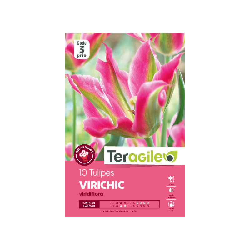 Tulipes virichic  calibre 12/+ x10 de Teragile - produits pour le jardin dans Tulipe en bulbes
