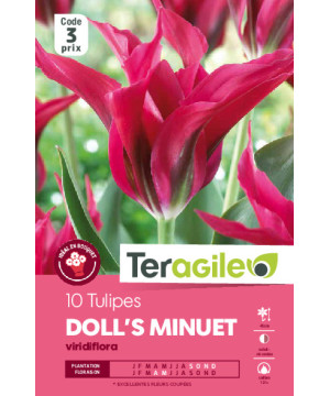 Tulipes doll's minuet calibre 12/+ x10 de Teragile - produits pour le jardin dans Tulipe en bulbes