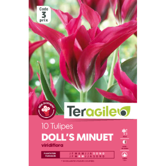 Tulipes doll's minuet calibre 12/+ x10 de Teragile - produits pour le jardin dans Tulipe en bulbes