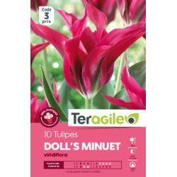 Tulipes doll's minuet calibre 12/+ x10 de Teragile - produits pour le jardin dans Tulipe en bulbes