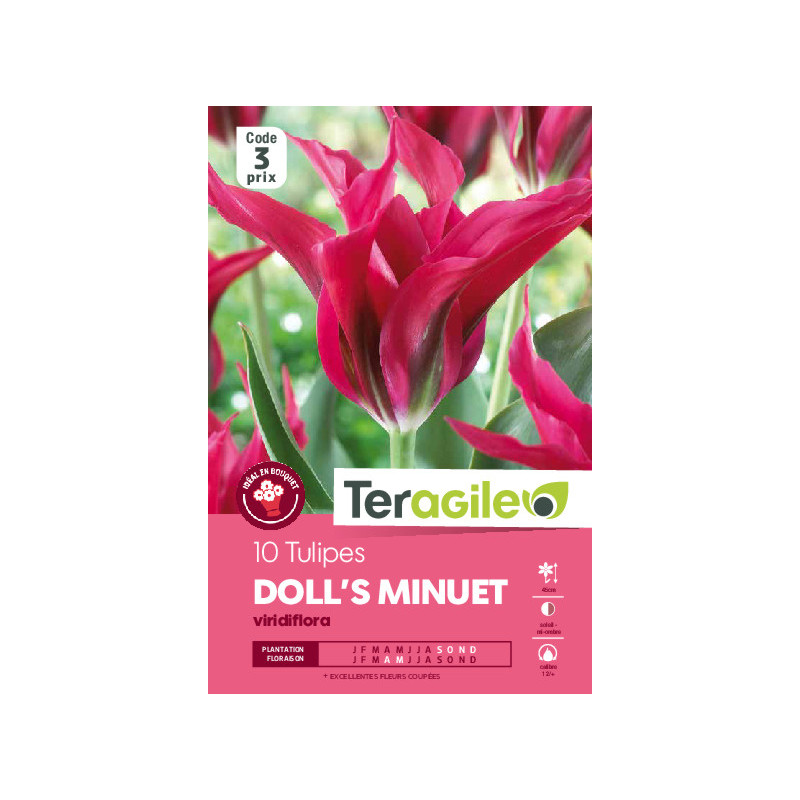 Tulipes doll's minuet calibre 12/+ x10 de Teragile - produits pour le jardin dans Tulipe en bulbes
