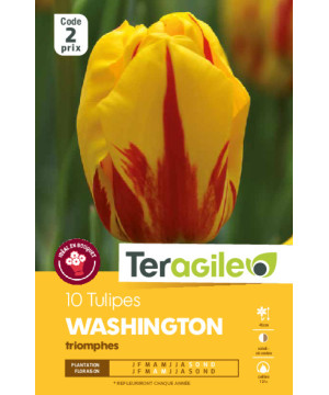 Tulipes banja luka calibre 12/+ x10 de Teragile - produits pour le jardin dans Tulipe en bulbes