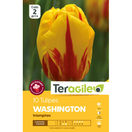 Tulipes banja luka calibre 12/+ x10 de Teragile - produits pour le jardin dans Tulipe en bulbes