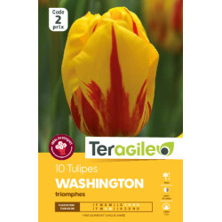 Tulipes banja luka calibre 12/+ x10 de Teragile - produits pour le jardin dans Tulipe en bulbes