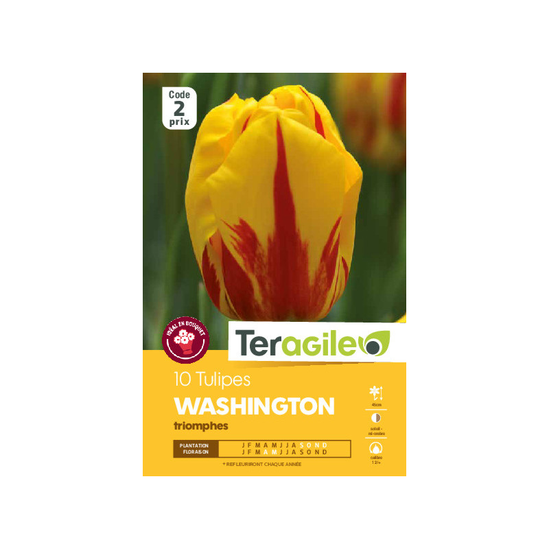 Tulipes banja luka calibre 12/+ x10 de Teragile - produits pour le jardin dans Tulipe en bulbes