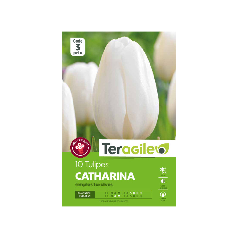 Tulipes catherina calibre 12/+ x10 de Teragile - produits pour le jardin dans Tulipe en bulbes