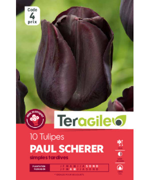 Tulipes purple crystal calibre 12/+ x10 de Teragile - produits pour le jardin dans Tulipe en bulbes