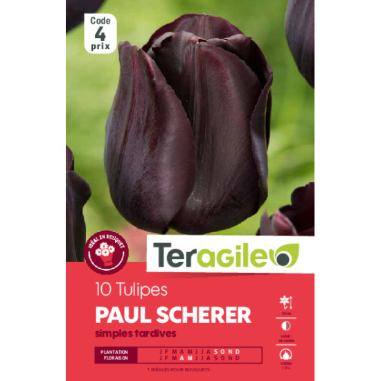 Tulipes purple crystal calibre 12/+ x10 de Teragile - produits pour le jardin dans Tulipe en bulbes