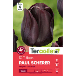 Tulipes purple crystal calibre 12/+ x10 de Teragile - produits pour le jardin dans Tulipe en bulbes