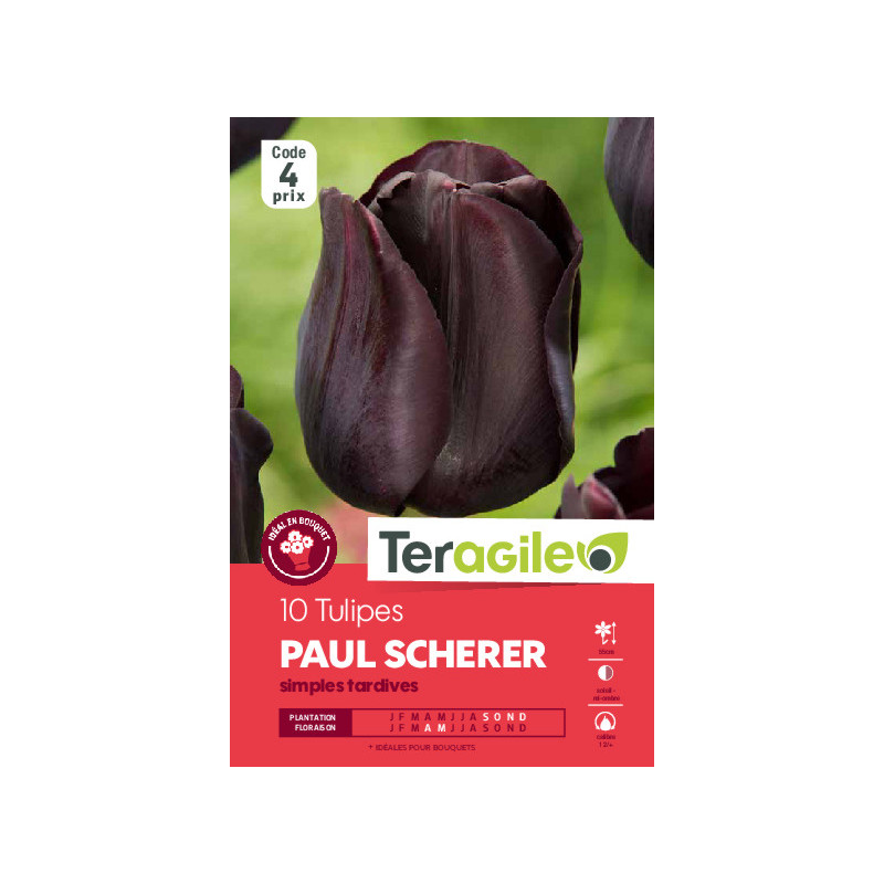 Tulipes purple crystal calibre 12/+ x10 de Teragile - produits pour le jardin dans Tulipe en bulbes