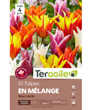 Tulipes fleur de lis en mélange calibre 12/+ x10 de Teragile - produits pour le jardin dans Tulipe en bulbes