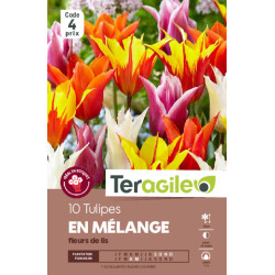 Tulipes fleur de lis en mélange calibre 12/+ x10 de Teragile - produits pour le jardin dans Tulipe en bulbes