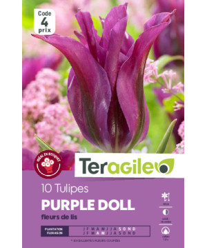 Tulipes purple doll calibre 12/+ x10 de Teragile - produits pour le jardin dans Tulipe en bulbes