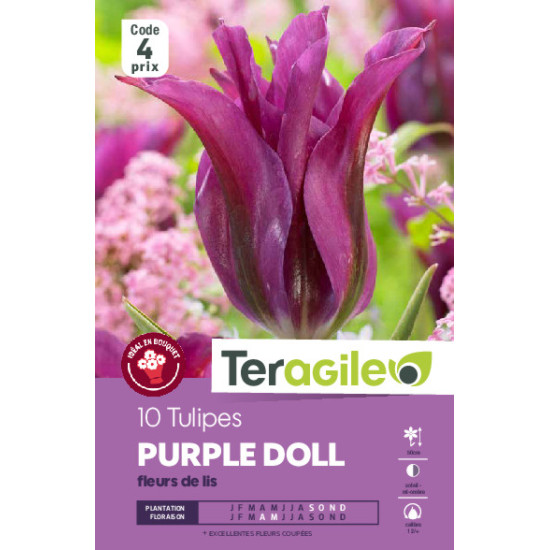Tulipes purple doll calibre 12/+ x10 de Teragile - produits pour le jardin dans Tulipe en bulbes