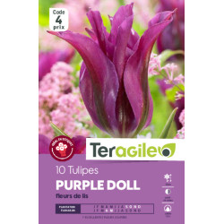 Tulipes purple doll calibre 12/+ x10 de Teragile - produits pour le jardin dans Tulipe en bulbes