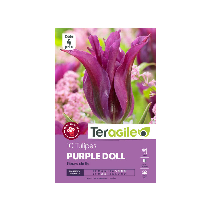 Tulipes purple doll calibre 12/+ x10 de Teragile - produits pour le jardin dans Tulipe en bulbes