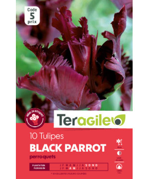 Tulipes black parrot calibre 12/+ x10 de Teragile - produits pour le jardin dans Tulipe en bulbes