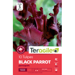 Tulipes black parrot calibre 12/+ x10 de Teragile - produits pour le jardin dans Tulipe en bulbes
