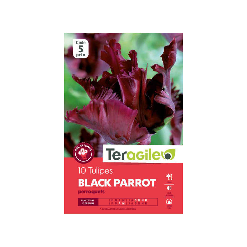 Tulipes black parrot calibre 12/+ x10 de Teragile - produits pour le jardin dans Tulipe en bulbes