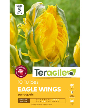 Tulipes eagle wings calibre 12/+ x10 de Teragile - produits pour le jardin dans Tulipe en bulbes