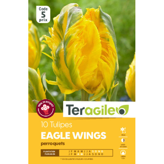 Tulipes eagle wings calibre 12/+ x10 de Teragile - produits pour le jardin dans Tulipe en bulbes