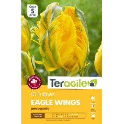 Tulipes eagle wings calibre 12/+ x10 de Teragile - produits pour le jardin dans Tulipe en bulbes