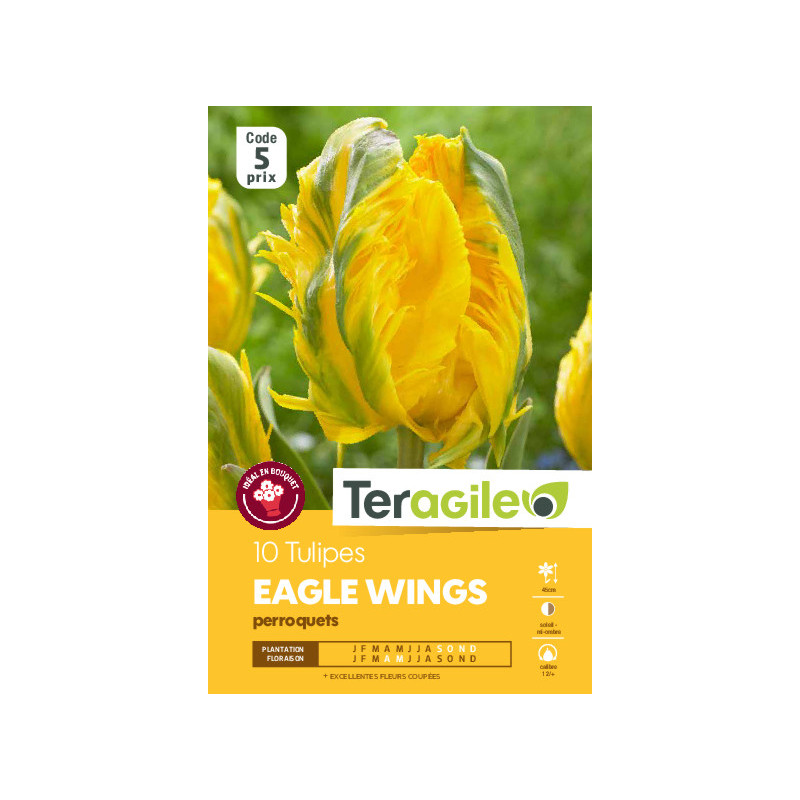 Tulipes eagle wings calibre 12/+ x10 de Teragile - produits pour le jardin dans Tulipe en bulbes