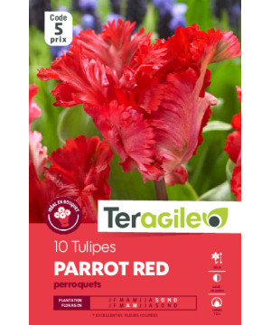 Tulipes parrot red  calibre 12/+ x10 de Teragile - produits pour le jardin dans Tulipe en bulbes