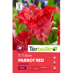 Tulipes parrot red  calibre 12/+ x10 de Teragile - produits pour le jardin dans Tulipe en bulbes