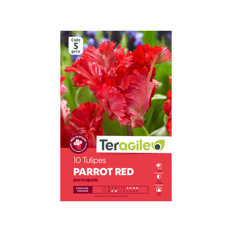 Tulipes parrot red  calibre 12/+ x10 de Teragile - produits pour le jardin dans Tulipe en bulbes