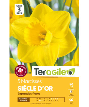 Narcisses siecle d'or - 5 bulbes à planter de Teragile - produits pour le jardin dans Narcisse - Jonquille en bulbes