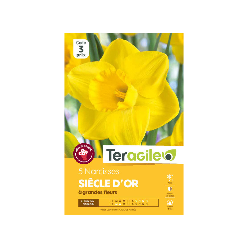 Narcisses siecle d'or - 5 bulbes à planter de Teragile - produits pour le jardin dans Narcisse - Jonquille en bulbes
