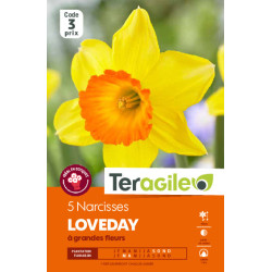 Narcisses loveday - 5 bulbes à planter de Teragile - produits pour le jardin dans Narcisse - Jonquille en bulbes