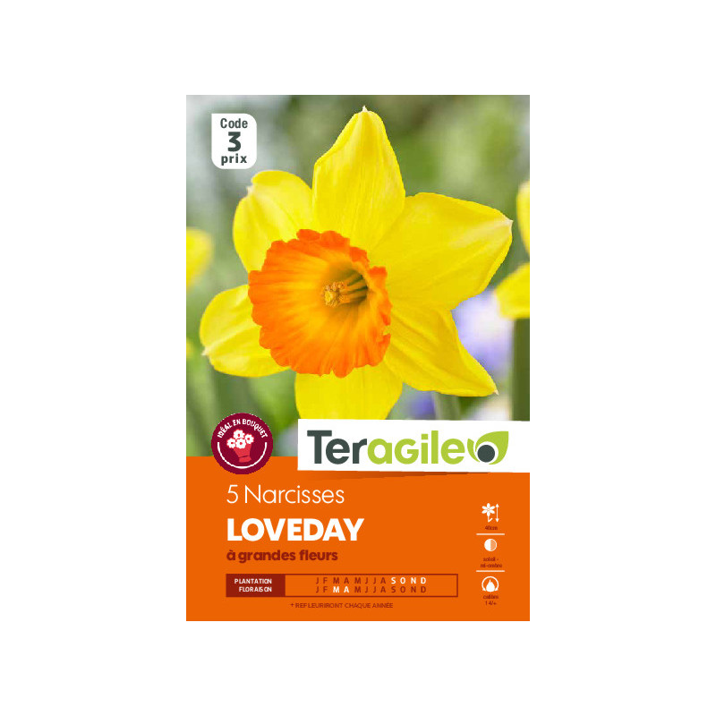 Narcisses loveday - 5 bulbes à planter de Teragile - produits pour le jardin dans Narcisse - Jonquille en bulbes