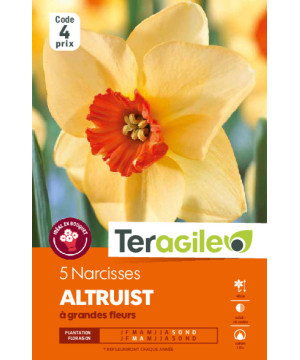 Narcisses altruist - 5 bulbes à planter de Teragile - produits pour le jardin dans Narcisse - Jonquille en bulbes