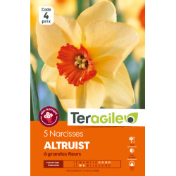 Narcisses altruist - 5 bulbes à planter de Teragile - produits pour le jardin dans Narcisse - Jonquille en bulbes