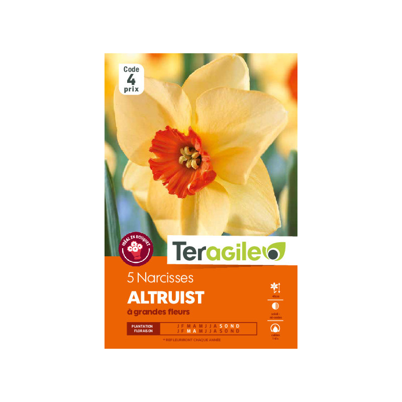Narcisses altruist - 5 bulbes à planter de Teragile - produits pour le jardin dans Narcisse - Jonquille en bulbes